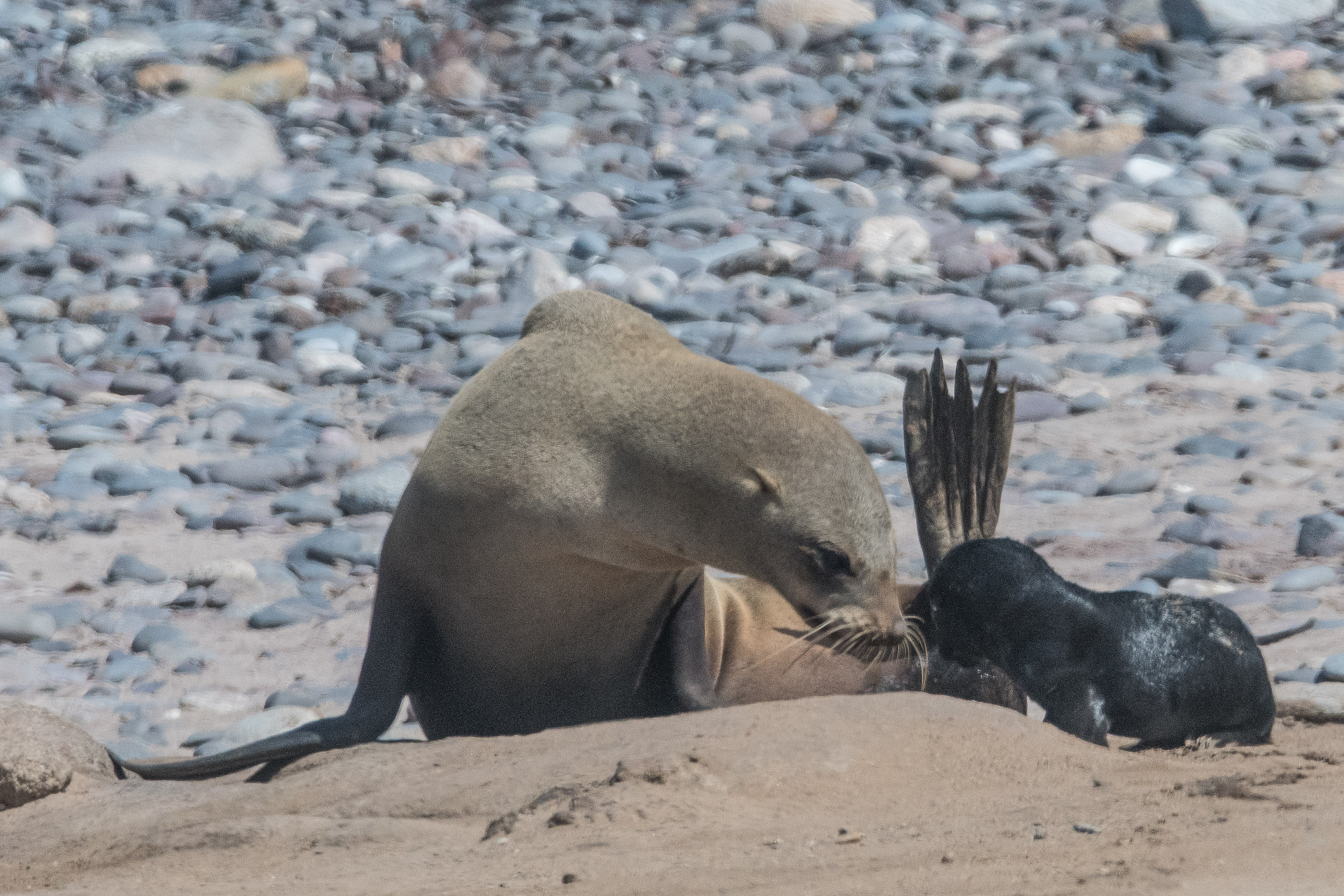 Otaries à fourrure du Sud (South-African Fur Seal, Arctocephalus pusillus), interaction tendre mère-bébé, Möwe bay, Parc National de la Côte des Squelettes, Namibie.